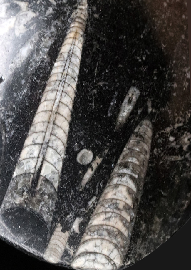 古生代を代表する頭足類、直角貝こと、オルソセラス(Orthoceras)の群集化石(その7)