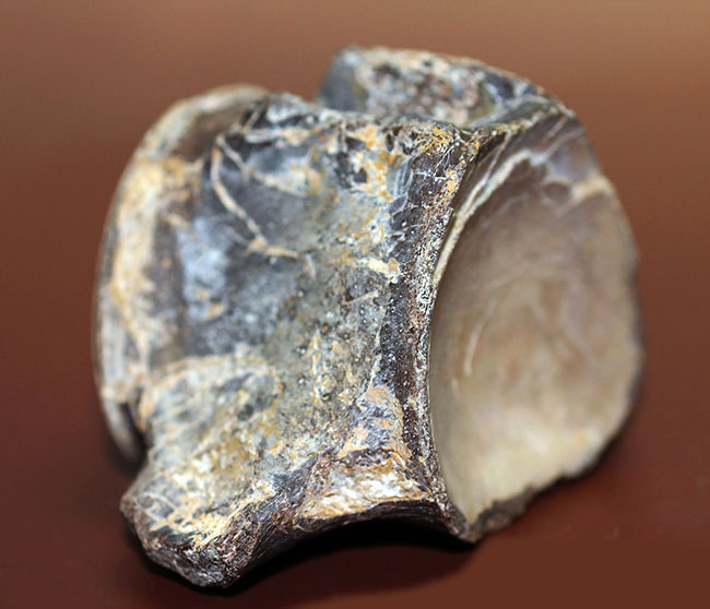 手に入りそうで入らない、テキサス州産のモササウルスの脊椎骨の化石。ズッシリ300グラム超え。(その3)