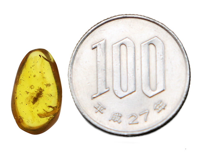 翅脈がハッキリ!羽虫が内包された約1億年前の白亜紀の琥珀、バーマイト(Burmite)(その7)