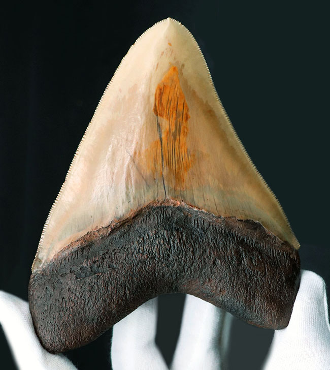 希少色、ライトブラウンを呈する、珍しいインドネシア産のメガロドン（Carcharocles megalodon）の巨大歯化石（その11）