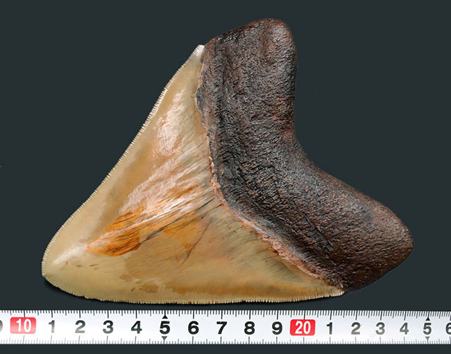 希少色、ライトブラウンを呈する、珍しいインドネシア産のメガロドン（Carcharocles megalodon）の巨大歯化石（その13）