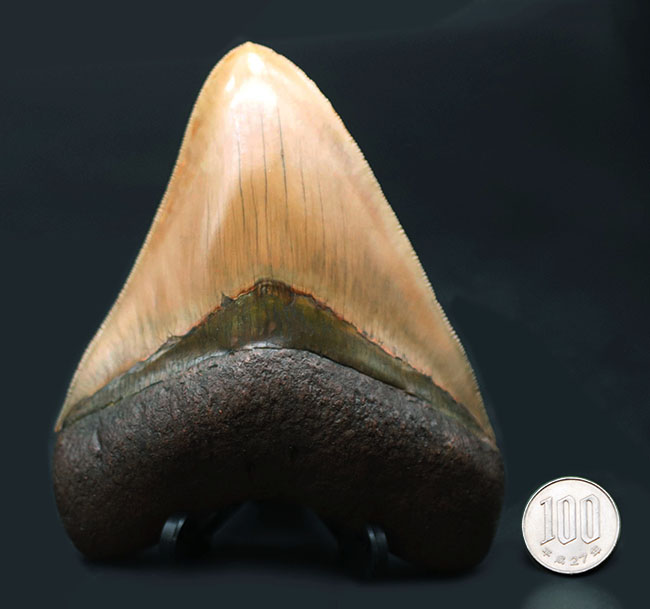 希少色、ライトブラウンを呈する、珍しいインドネシア産のメガロドン（Carcharocles megalodon）の巨大歯化石（その14）