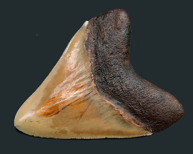 希少色、ライトブラウンを呈する、珍しいインドネシア産のメガロドン（Carcharocles megalodon）の巨大歯化石（その2）