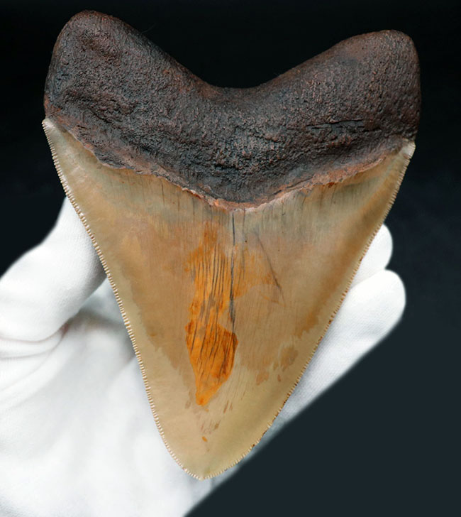 希少色、ライトブラウンを呈する、珍しいインドネシア産のメガロドン（Carcharocles megalodon）の巨大歯化石（その4）