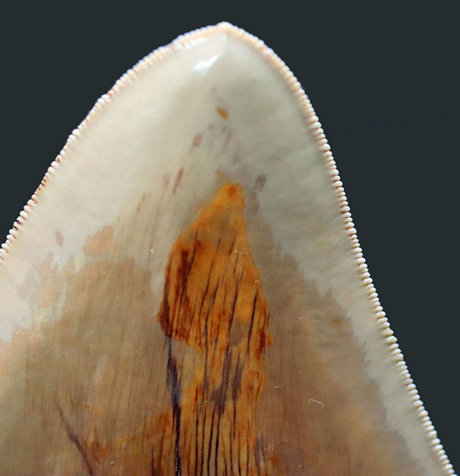 希少色、ライトブラウンを呈する、珍しいインドネシア産のメガロドン（Carcharocles megalodon）の巨大歯化石（その5）
