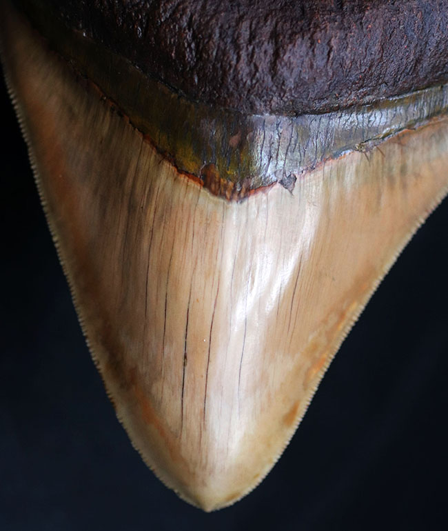 希少色、ライトブラウンを呈する、珍しいインドネシア産のメガロドン（Carcharocles megalodon）の巨大歯化石（その7）