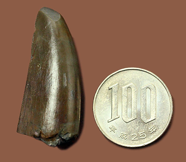 アロサウルスのコレクター必見！極上の保存状態を示すアロサウルス