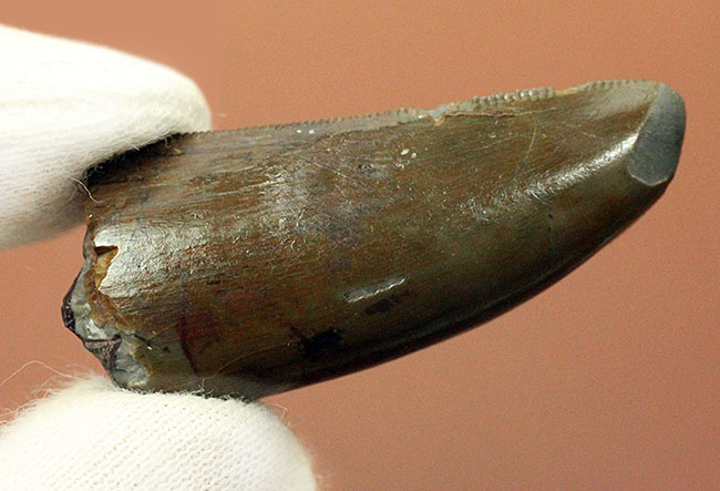 アロサウルスのコレクター必見！極上の保存状態を示すアロサウルス