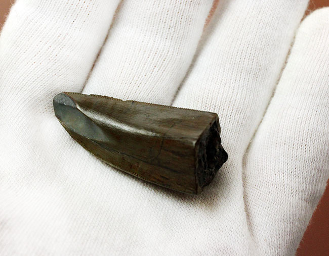 アロサウルスのコレクター必見！極上の保存状態を示すアロサウルス