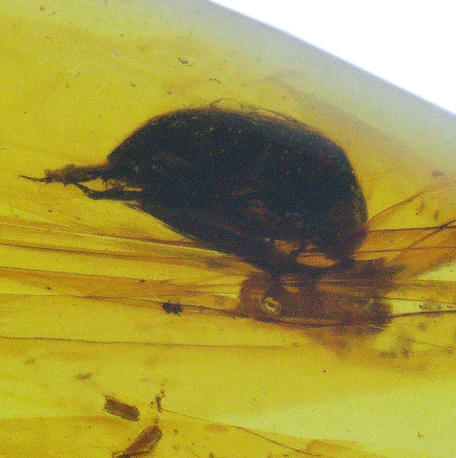 クリアな基質に、はっきりと視認可能な甲虫のような虫を内包した、恐竜時代の琥珀、バーマイト(Burmite)(その1)