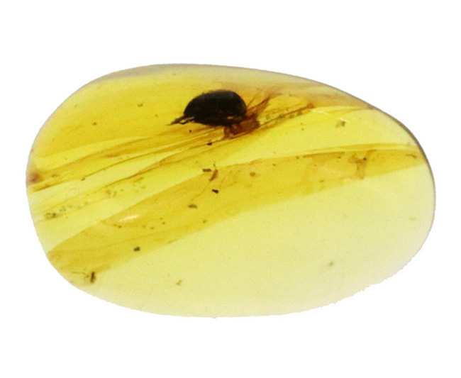 クリアな基質に、はっきりと視認可能な甲虫のような虫を内包した、恐竜時代の琥珀、バーマイト(Burmite)(その2)