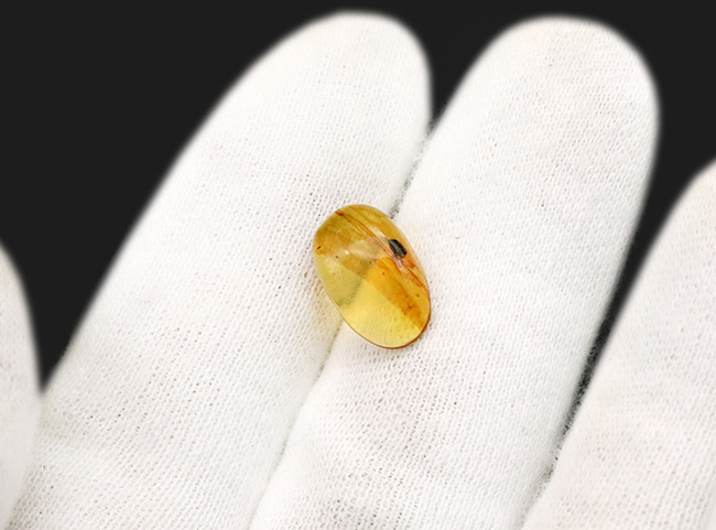 クリアな基質に、はっきりと視認可能な甲虫のような虫を内包した、恐竜時代の琥珀、バーマイト(Burmite)(その3)