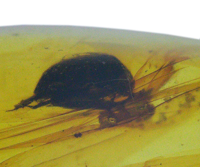 クリアな基質に、はっきりと視認可能な甲虫のような虫を内包した、恐竜時代の琥珀、バーマイト(Burmite)(その4)
