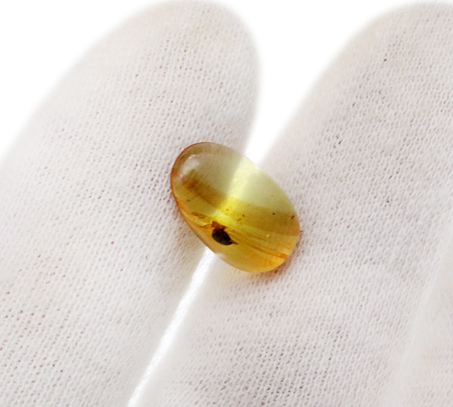 クリアな基質に、はっきりと視認可能な甲虫のような虫を内包した、恐竜時代の琥珀、バーマイト(Burmite)(その5)