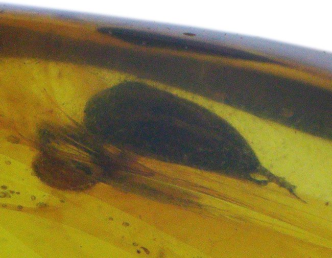 クリアな基質に、はっきりと視認可能な甲虫のような虫を内包した、恐竜時代の琥珀、バーマイト(Burmite)(その6)