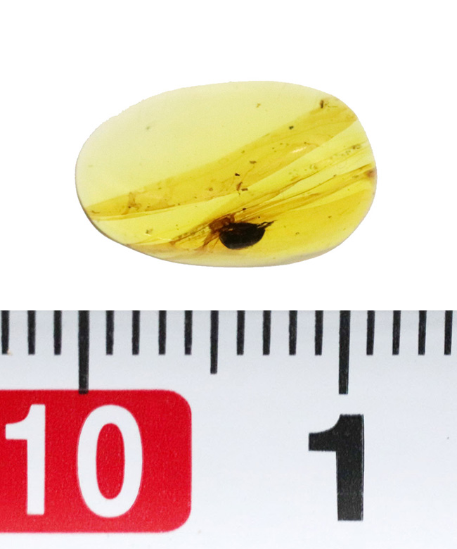 クリアな基質に、はっきりと視認可能な甲虫のような虫を内包した、恐竜時代の琥珀、バーマイト(Burmite)(その7)