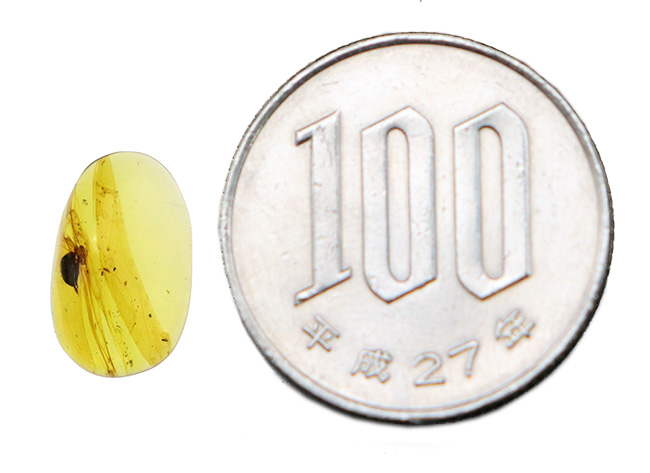 クリアな基質に、はっきりと視認可能な甲虫のような虫を内包した、恐竜時代の琥珀、バーマイト(Burmite)(その8)