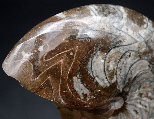 アンモナイト 化石 全形