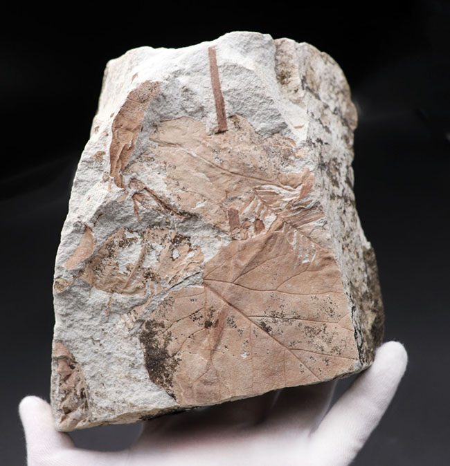 レア！兵庫県北区山田町産のメタセコイアが保存された複数種の葉を含むブロック化石。１９９２年２月２日（日）に採集されたことを示す記録あり（その1）