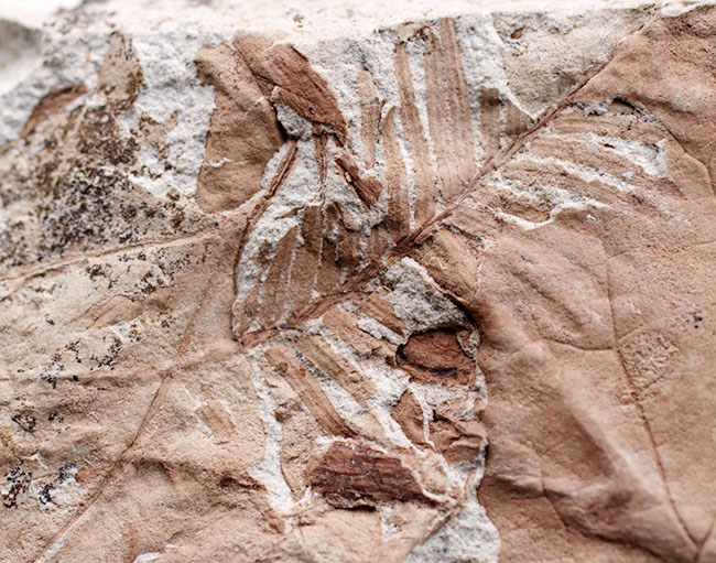 レア！兵庫県北区山田町産のメタセコイアが保存された複数種の葉を含むブロック化石。１９９２年２月２日（日）に採集されたことを示す記録あり（その3）