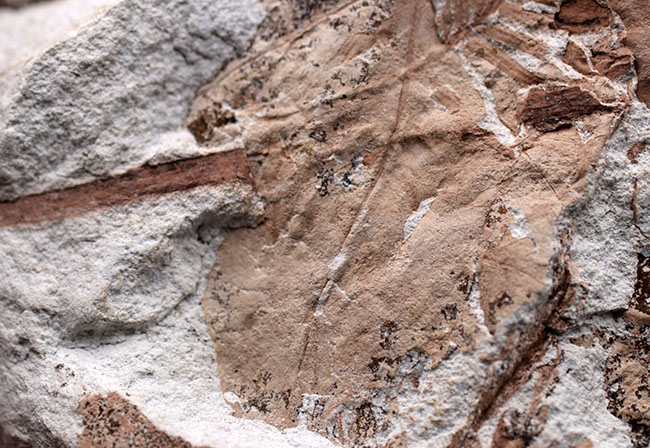レア！兵庫県北区山田町産のメタセコイアが保存された複数種の葉を含むブロック化石。１９９２年２月２日（日）に採集されたことを示す記録あり（その4）