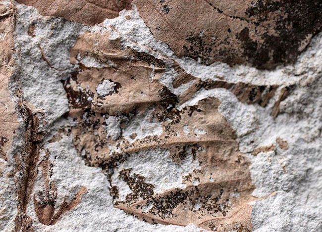 レア！兵庫県北区山田町産のメタセコイヤが保存された複数種の葉を含むブロック化石。１９９２年２月２日（日）に採集されたことを示す記録あり（その5）