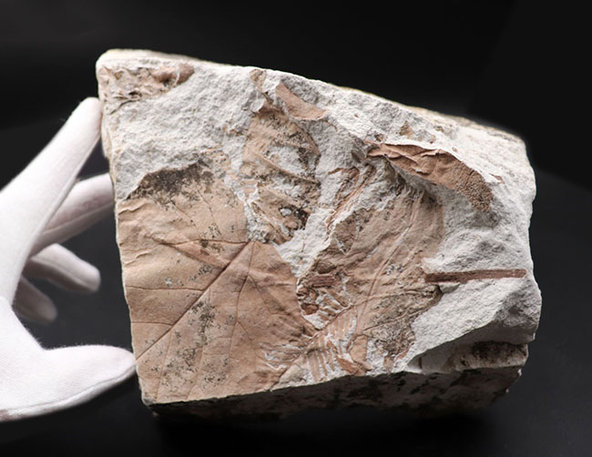 レア！兵庫県北区山田町産のメタセコイヤが保存された複数種の葉を含むブロック化石。１９９２年２月２日（日）に採集されたことを示す記録あり（その6）