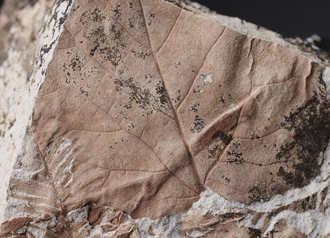 レア！兵庫県北区山田町産のメタセコイアが保存された複数種の葉を含むブロック化石。１９９２年２月２日（日）に採集されたことを示す記録あり（その7）