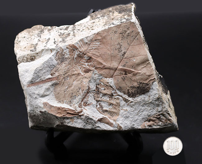 レア！兵庫県北区山田町産のメタセコイヤが保存された複数種の葉を含むブロック化石。１９９２年２月２日（日）に採集されたことを示す記録あり（その9）