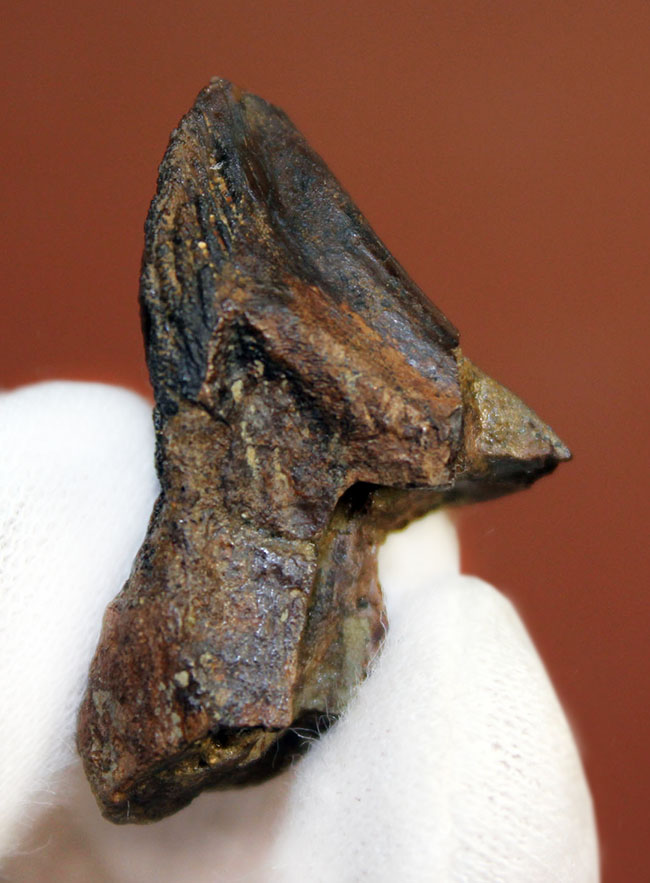 高品位！歯冠の素晴らしい保存状態にご注目ください。二股の歯根も確認