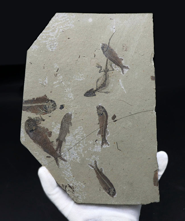 希少なオールドコレクション!熱河層群の魚類とトカゲ類が保存されたマルチプレート標本。(その1)