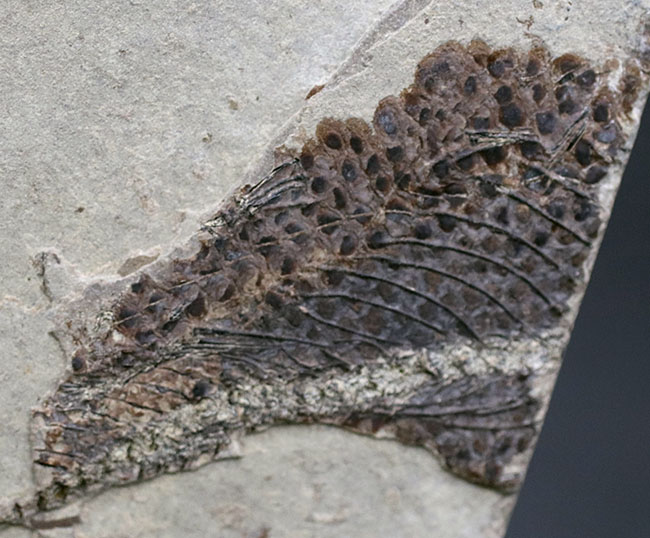希少なオールドコレクション!熱河層群の魚類とトカゲ類が保存されたマルチプレート標本。(その12)