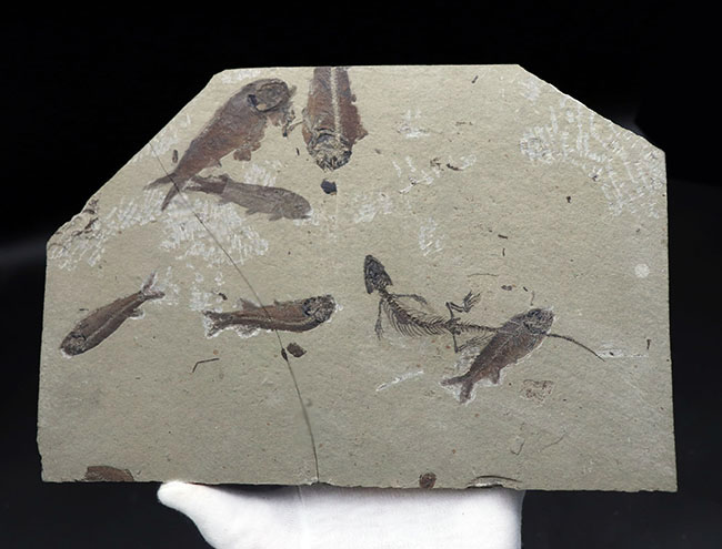 希少なオールドコレクション!熱河層群の魚類とトカゲ類が保存されたマルチプレート標本。(その13)