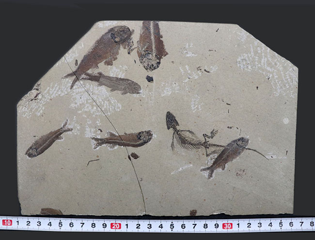 希少なオールドコレクション!熱河層群の魚類とトカゲ類が保存されたマルチプレート標本。(その14)
