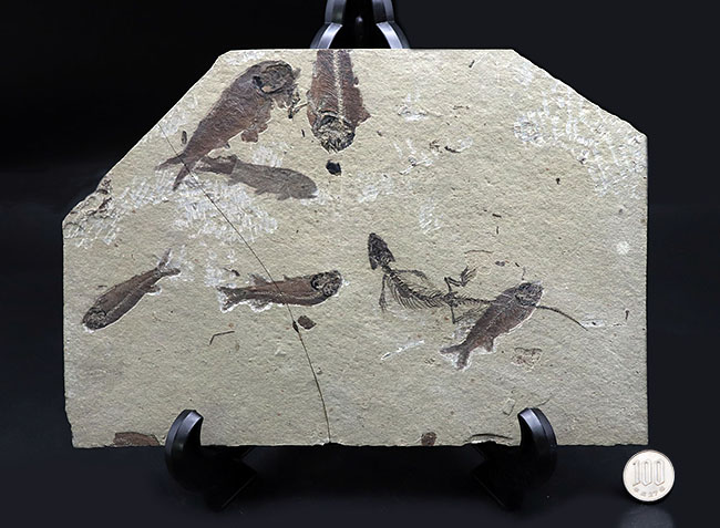 希少なオールドコレクション!熱河層群の魚類とトカゲ類が保存されたマルチプレート標本。(その15)