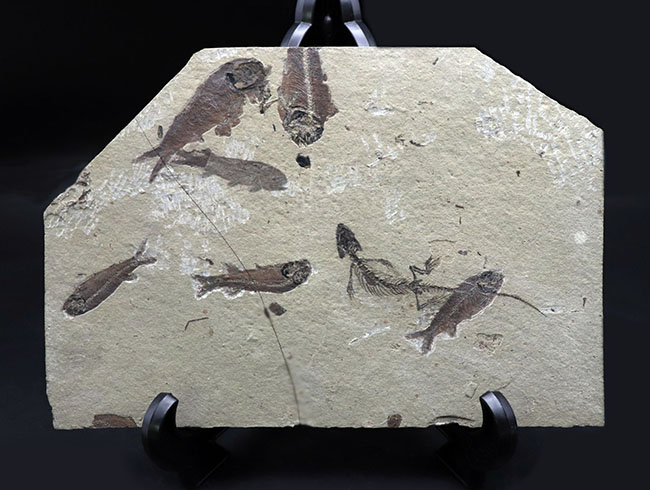 希少なオールドコレクション!熱河層群の魚類とトカゲ類が保存されたマルチプレート標本。(その2)