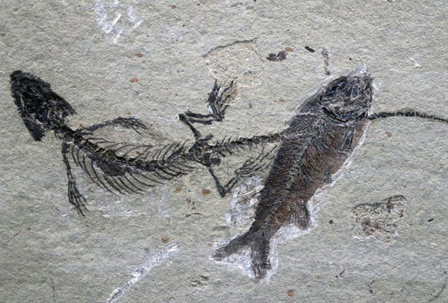 希少なオールドコレクション!熱河層群の魚類とトカゲ類が保存されたマルチプレート標本。(その3)