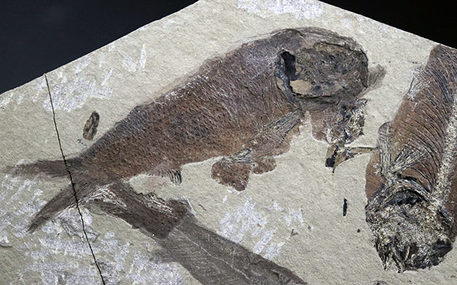 希少なオールドコレクション!熱河層群の魚類とトカゲ類が保存されたマルチプレート標本。(その8)