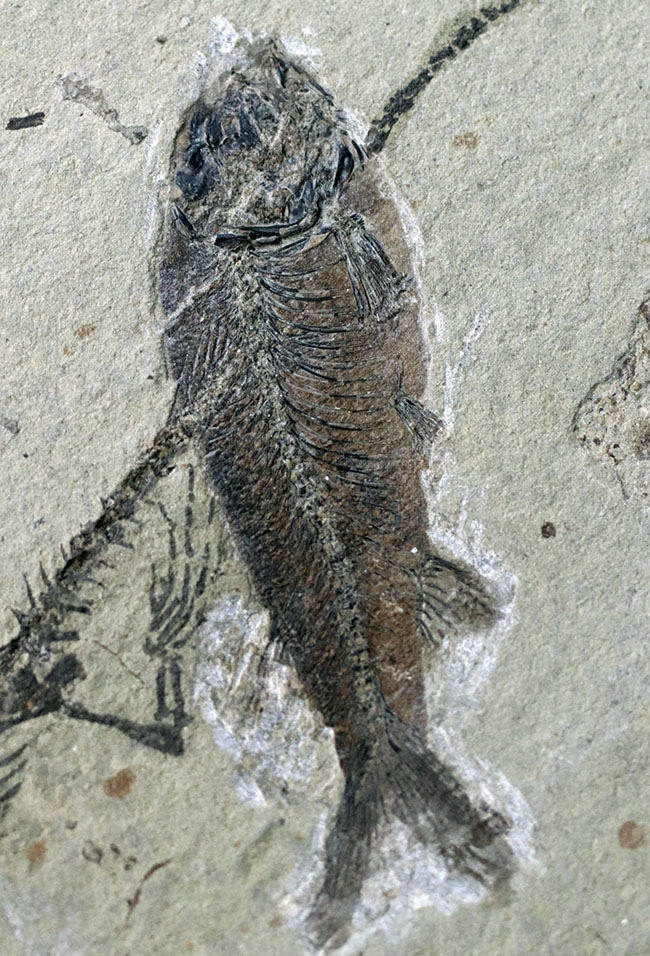 希少なオールドコレクション!熱河層群の魚類とトカゲ類が保存されたマルチプレート標本。(その9)