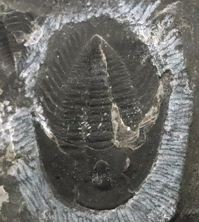 三葉虫　化石　Malungia 極めて初期のレア三葉虫の一つ、頭部から尾板まで良く保存された