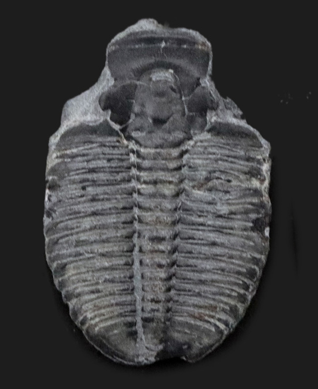 最も有名かつ、最古の三葉虫の一つ、エルラシア・キンギ（Elrathia Kingi）（その1）