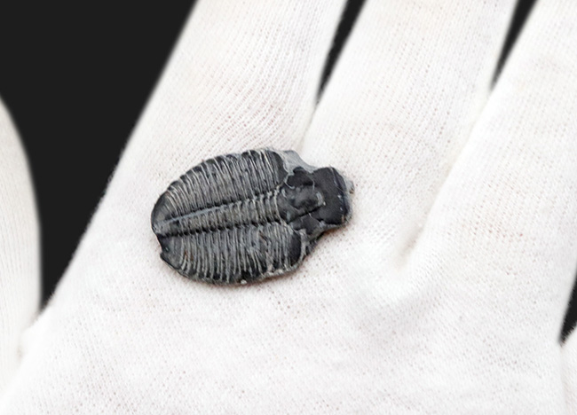 三葉虫 エルラシア レッド 完全体 極美麗