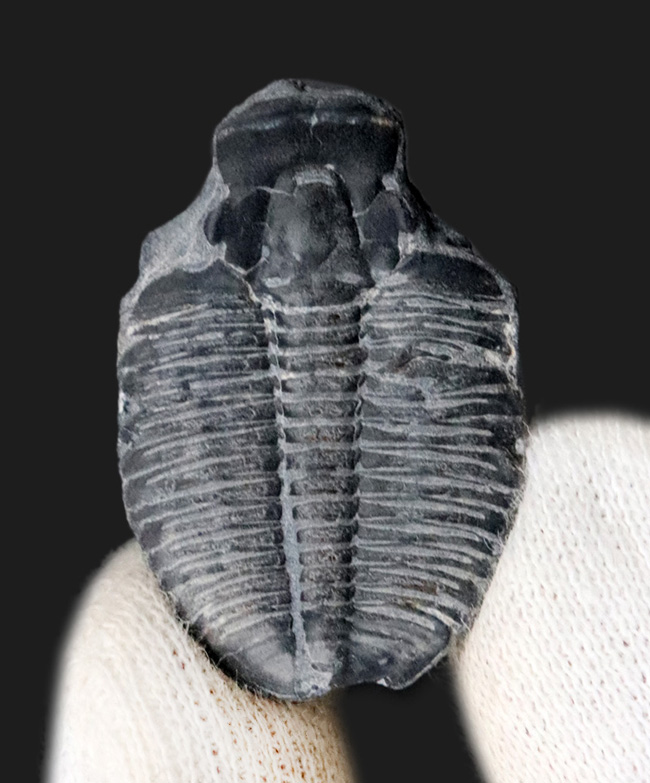 最も有名かつ、最古の三葉虫の一つ、エルラシア・キンギ（Elrathia Kingi）（その3）