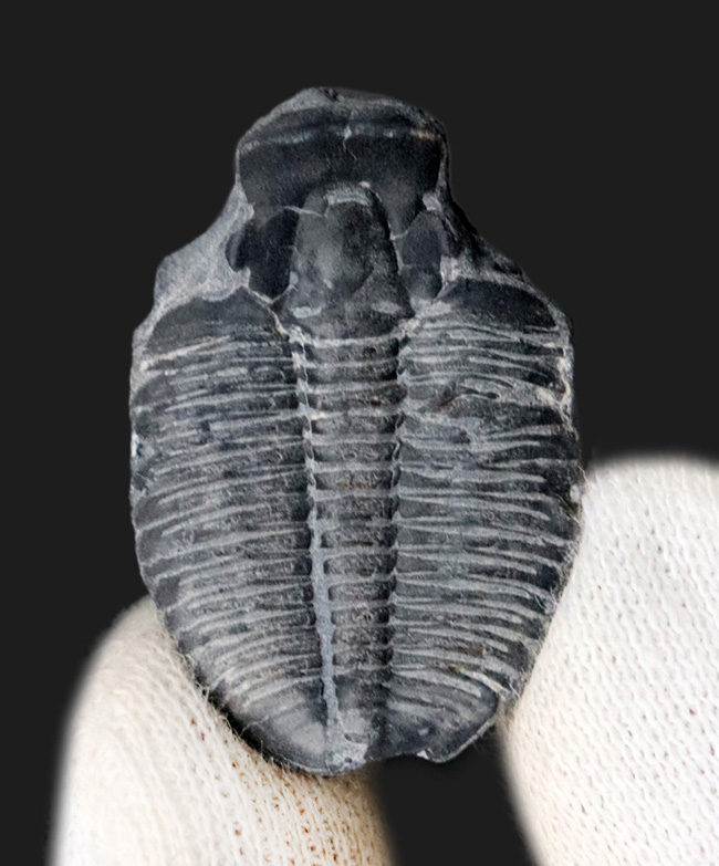 最も有名かつ、最古の三葉虫の一つ、エルラシア・キンギ(Elrathia Kingi)(その3)