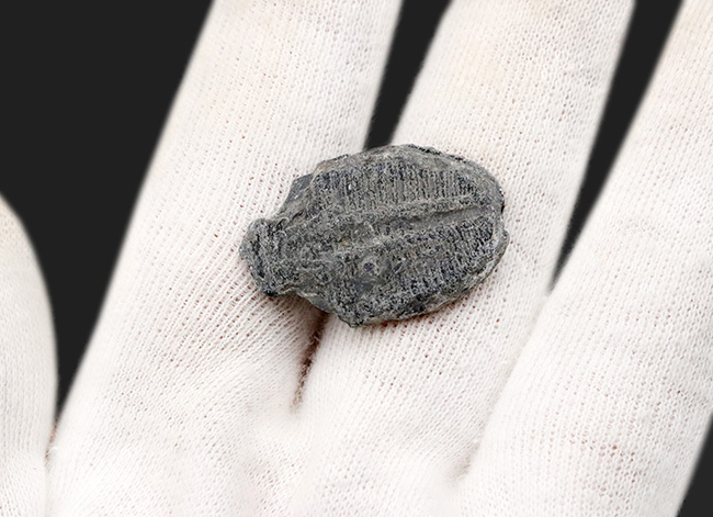 古生代　三葉虫　赤い　エルラシア　希少 三葉虫 エルラシア レッド 希少 極美麗 - メルカリ