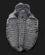 最も有名かつ、最古の三葉虫の一つ、エルラシア・キンギ（Elrathia Kingi）