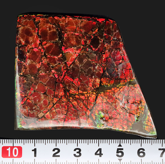 レッドドラゴンスキン!最長部65ミリ!遊色アンモナイトの王様、カナダ産のアンモ”ラ”イト(Ammolite)の大型ピース(その10)