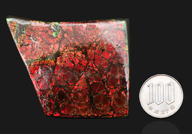 レッドドラゴンスキン!最長部65ミリ!遊色アンモナイトの王様、カナダ産のアンモ”ラ”イト(Ammolite)の大型ピース(その11)