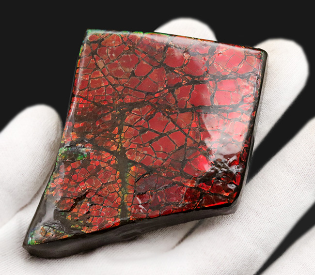 レッドドラゴンスキン!最長部65ミリ!遊色アンモナイトの王様、カナダ産のアンモ”ラ”イト(Ammolite)の大型ピース(その2)