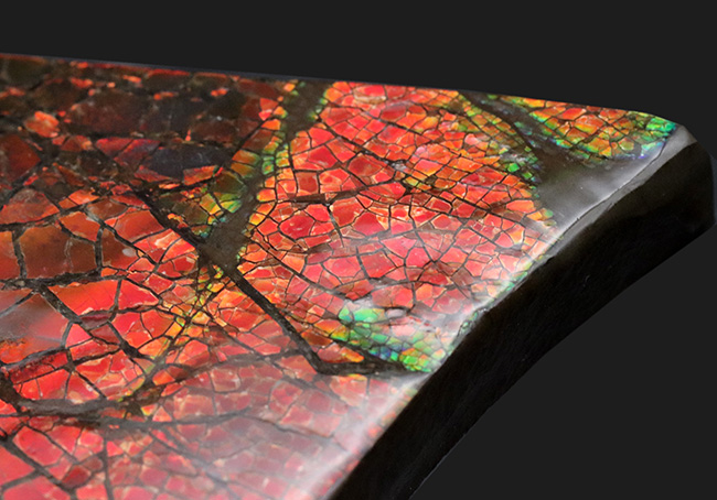 レッドドラゴンスキン!最長部65ミリ!遊色アンモナイトの王様、カナダ産のアンモ”ラ”イト(Ammolite)の大型ピース(その4)